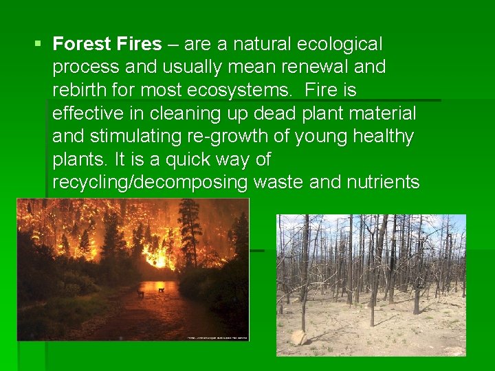 § Forest Fires – are a natural ecological process and usually mean renewal and