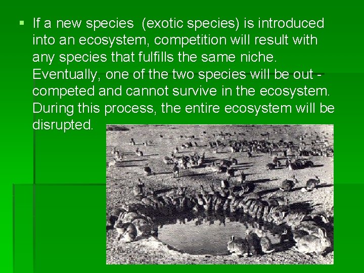 § If a new species (exotic species) is introduced into an ecosystem, competition will