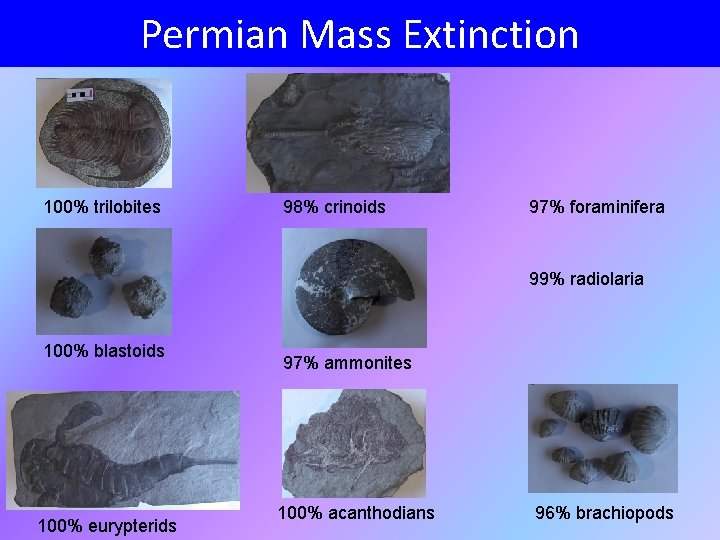 Permian Mass Extinction 100% trilobites 98% crinoids 97% foraminifera 99% radiolaria 100% blastoids 100%