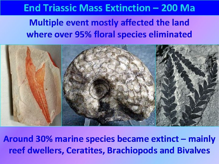 End Triassic Mass Extinction – 200 Ma Multiple event mostly affected the land where