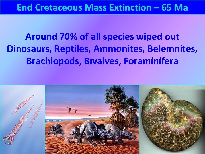 End Cretaceous Mass Extinction – 65 Ma Around 70% of all species wiped out