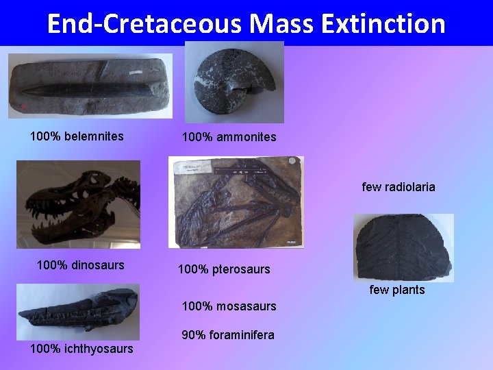 End-Cretaceous Mass Extinction 100% belemnites 100% ammonites few radiolaria 100% dinosaurs 100% pterosaurs few