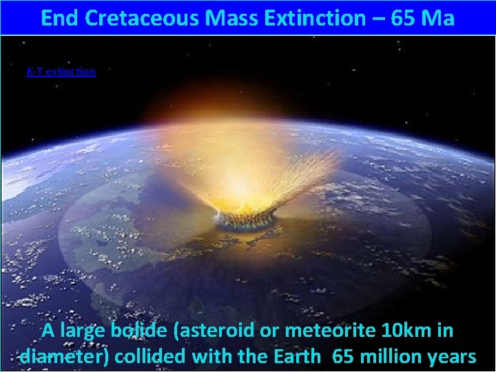 End Cretaceous Mass Extinction – 65 Ma K-T extinction A large bolide (asteroid or