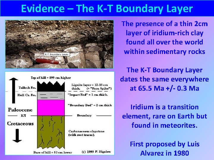Evidence – The K-T Boundary Layer The presence of a thin 2 cm layer