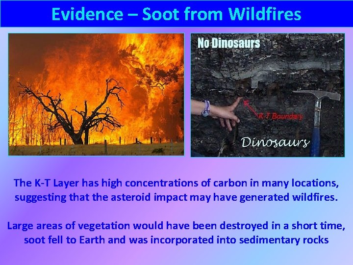 Evidence – Soot from Wildfires The K-T Layer has high concentrations of carbon in