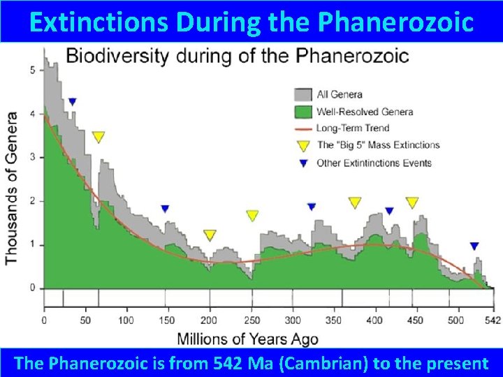 Extinctions During the Phanerozoic The Phanerozoic is from 542 Ma (Cambrian) to the present