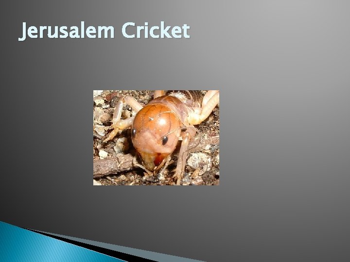 Insects and Insect Habitats Open your class notebook