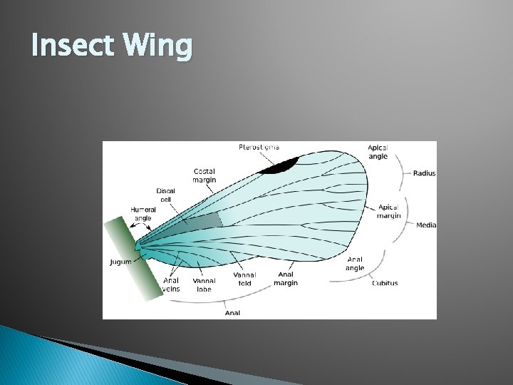 Forwing Insect Structure Insects and Insect Habitats Open your class notebook