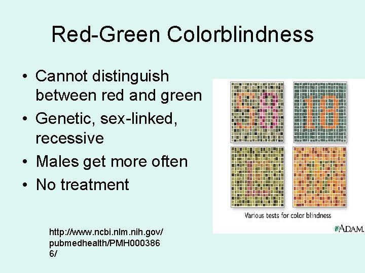 Red-Green Colorblindness • Cannot distinguish between red and green • Genetic, sex-linked, recessive •