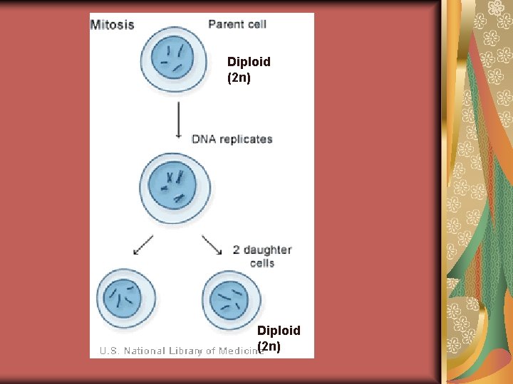 Diploid (2 n) 