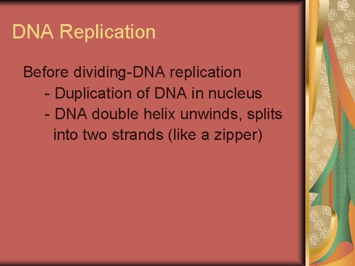 DNA Replication Before dividing-DNA replication - Duplication of DNA in nucleus - DNA double