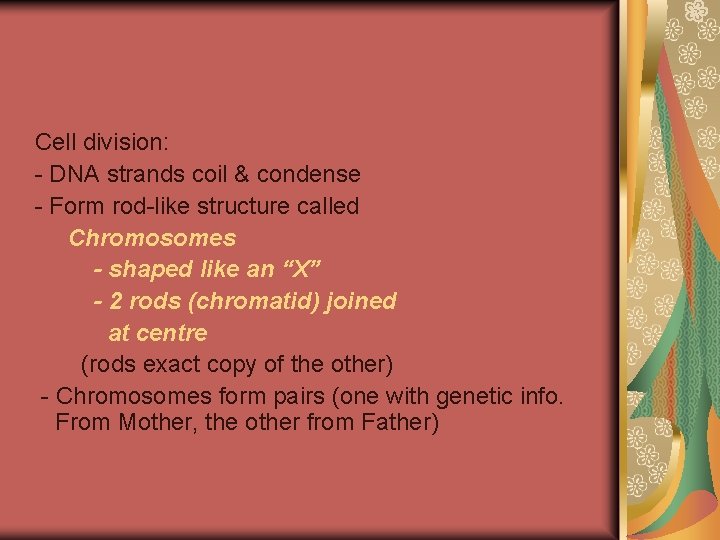 Cell division: - DNA strands coil & condense - Form rod-like structure called Chromosomes