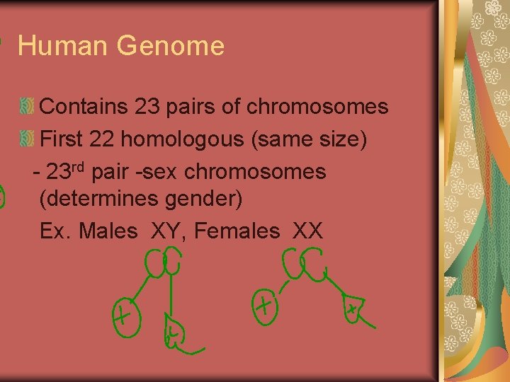 Human Genome Contains 23 pairs of chromosomes First 22 homologous (same size) - 23