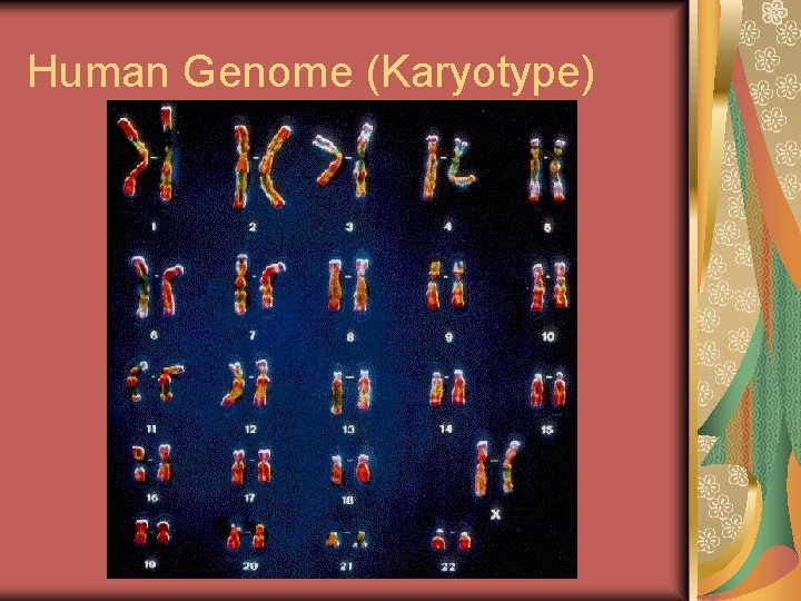 Human Genome (Karyotype) 