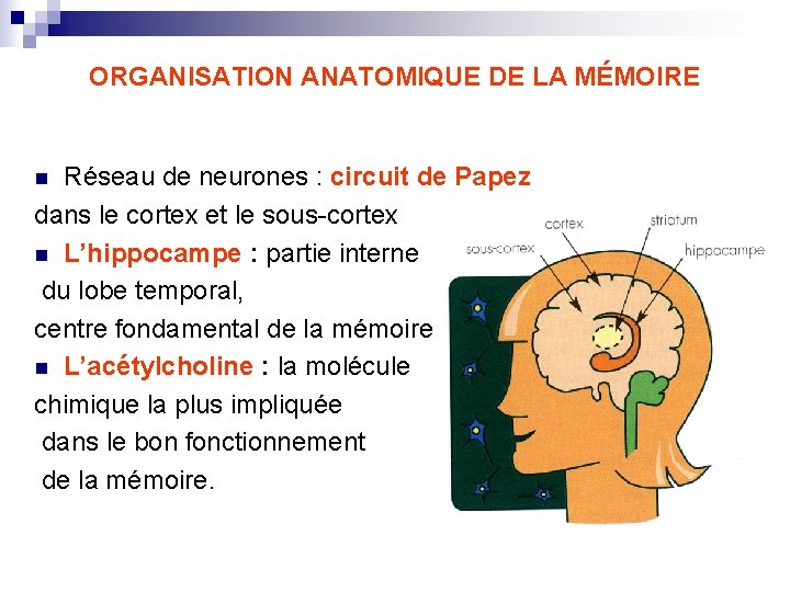 ORGANISATION ANATOMIQUE DE LA MÉMOIRE Réseau de neurones : circuit de Papez dans le