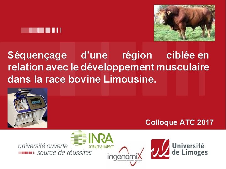 Séquençage d’une région ciblée en relation avec le développement musculaire dans la race bovine