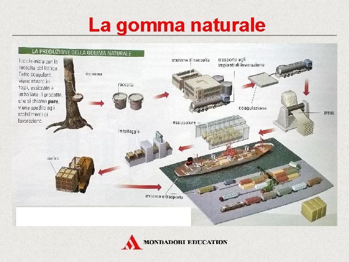 La gomma naturale 