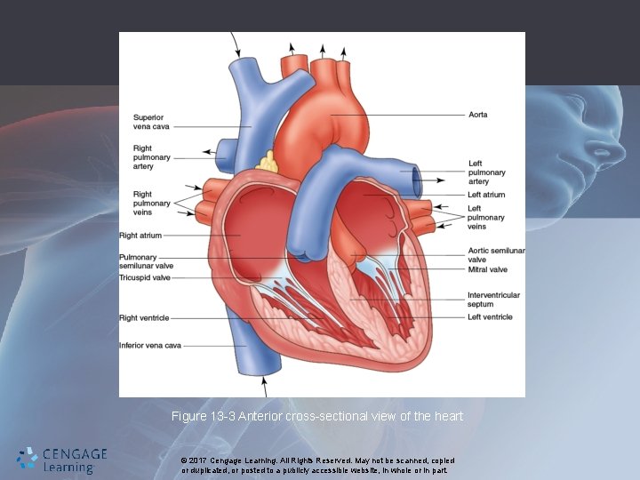 Figure 13 -3 Anterior cross-sectional view of the heart © 2017 Cengage Learning. All