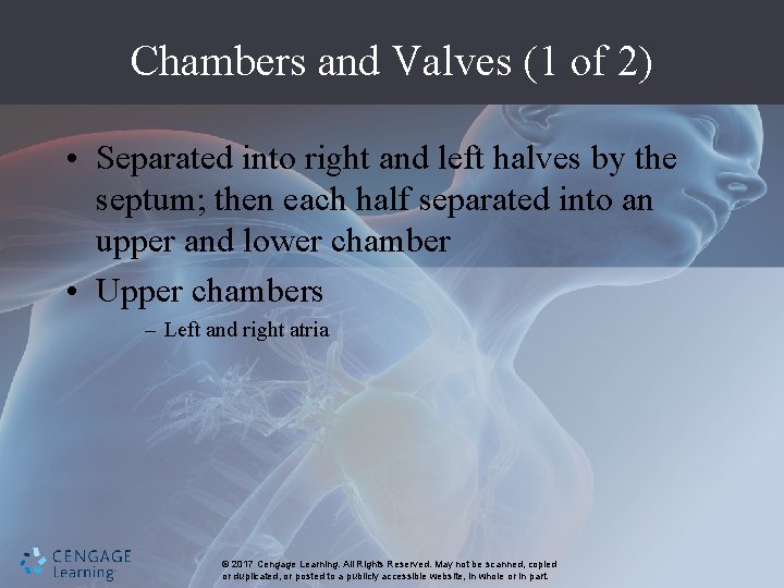 Chambers and Valves (1 of 2) • Separated into right and left halves by