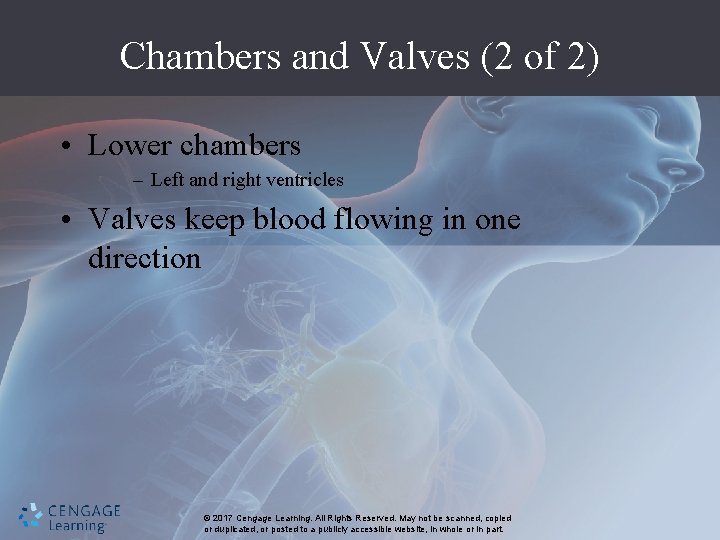 Chambers and Valves (2 of 2) • Lower chambers – Left and right ventricles