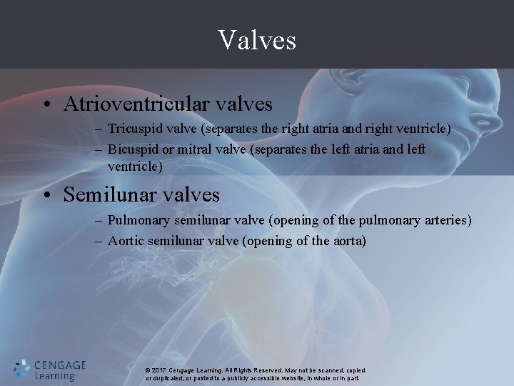 Valves • Atrioventricular valves – Tricuspid valve (separates the right atria and right ventricle)