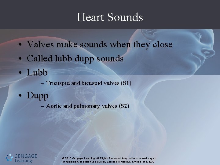 Heart Sounds • Valves make sounds when they close • Called lubb dupp sounds