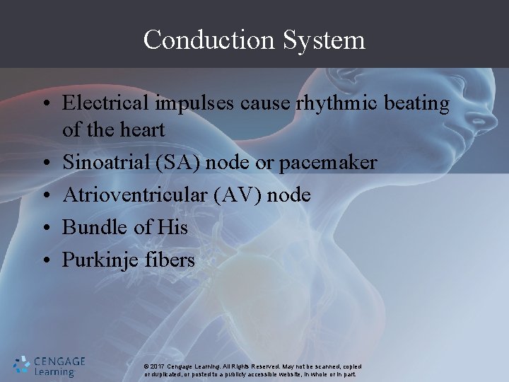 Conduction System • Electrical impulses cause rhythmic beating of the heart • Sinoatrial (SA)