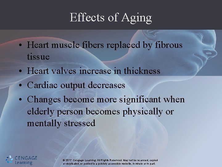 Effects of Aging • Heart muscle fibers replaced by fibrous tissue • Heart valves