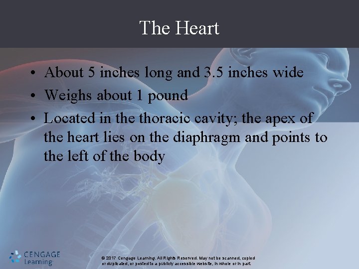 The Heart • About 5 inches long and 3. 5 inches wide • Weighs