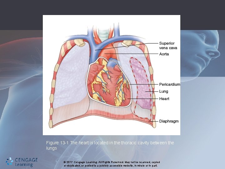 Figure 13 -1 The heart is located in the thoracic cavity between the lungs