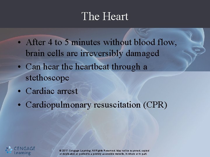 The Heart • After 4 to 5 minutes without blood flow, brain cells are