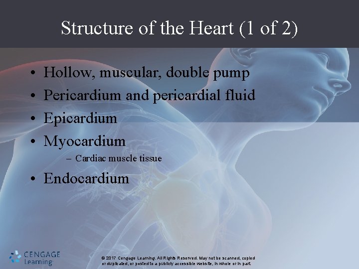 Structure of the Heart (1 of 2) • • Hollow, muscular, double pump Pericardium