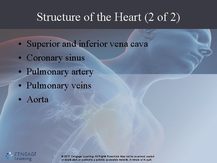 Structure of the Heart (2 of 2) • • • Superior and inferior vena