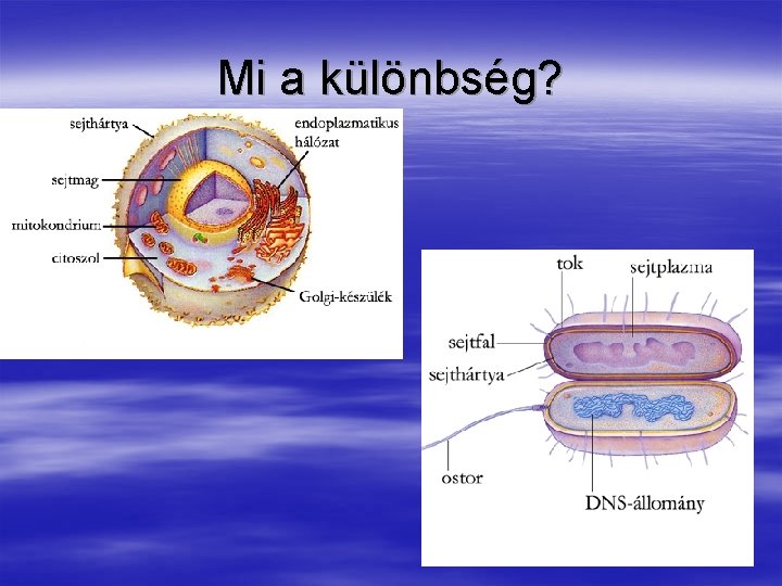 Mi a különbség? 