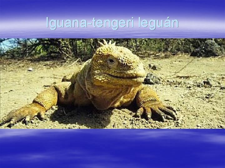 Iguana-tengeri leguán 