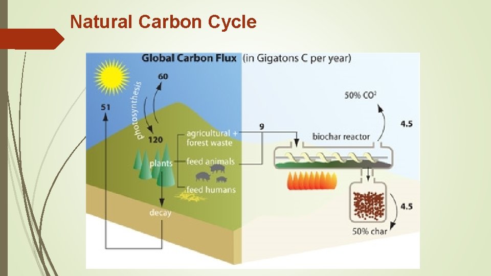 Natural Carbon Cycle 