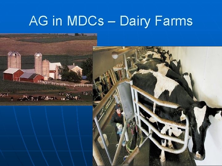 AG in MDCs – Dairy Farms 