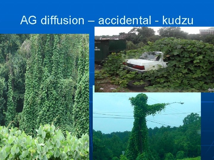 AG diffusion – accidental - kudzu 