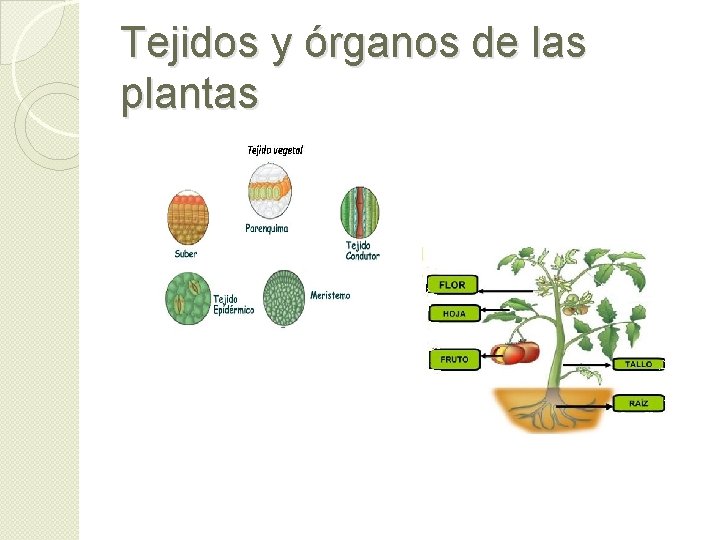 Tejidos y órganos de las plantas Tejidos y órganos de las plantas