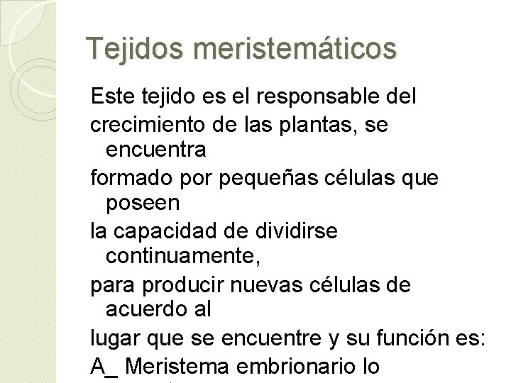 Tejidos meristemáticos Este tejido es el responsable del crecimiento de las plantas, se encuentra Tejidos meristemáticos Este tejido es el responsable del crecimiento de las plantas, se encuentra