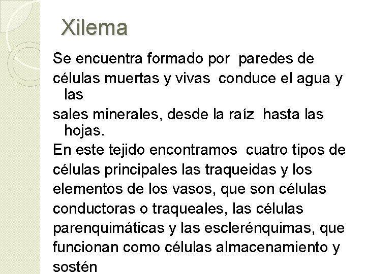 Xilema Se encuentra formado por paredes de células muertas y vivas conduce el agua Xilema Se encuentra formado por paredes de células muertas y vivas conduce el agua
