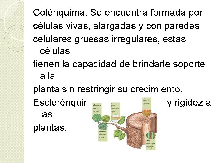 Colénquima: Se encuentra formada por células vivas, alargadas y con paredes celulares gruesas irregulares, Colénquima: Se encuentra formada por células vivas, alargadas y con paredes celulares gruesas irregulares,