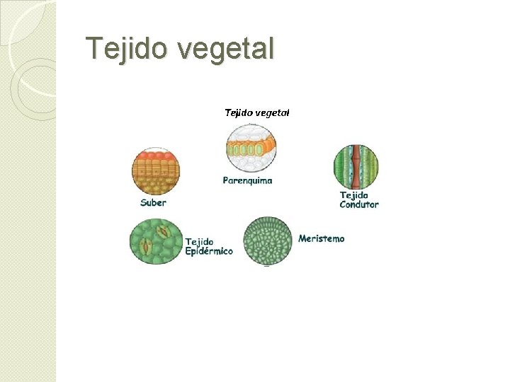 Tejido vegetal Tejido vegetal