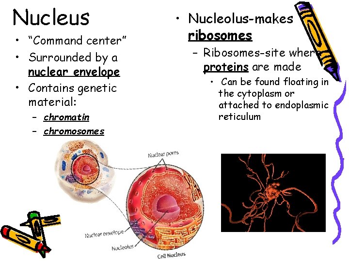 Nucleus • “Command center” • Surrounded by a nuclear envelope • Contains genetic material: Nucleus • “Command center” • Surrounded by a nuclear envelope • Contains genetic material: