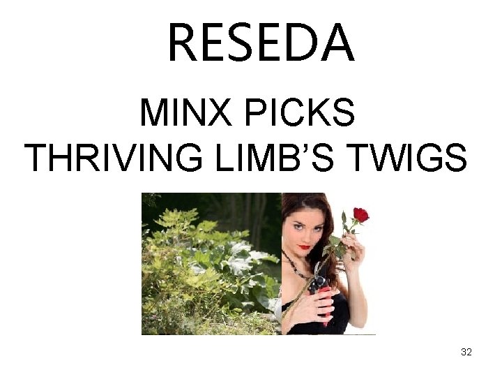 RESEDA MINX PICKS THRIVING LIMB’S TWIGS 32 