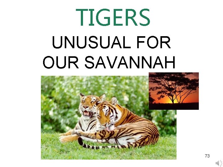 TIGERS UNUSUAL FOR OUR SAVANNAH 73 