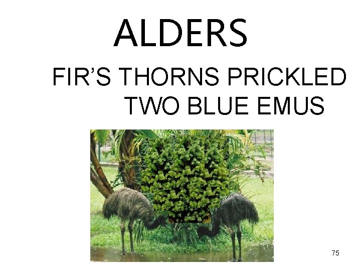 ALDERS FIR’S THORNS PRICKLED TWO BLUE EMUS 75 