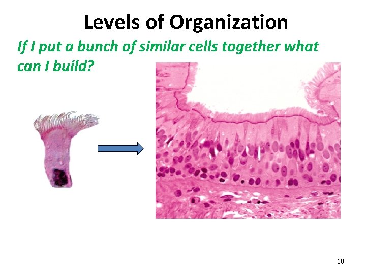 Levels of Organization If I put a bunch of similar cells together what can