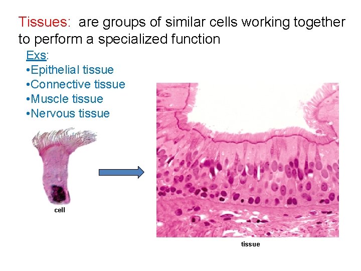 Tissues: are groups of similar cells working together to perform a specialized function Exs:
