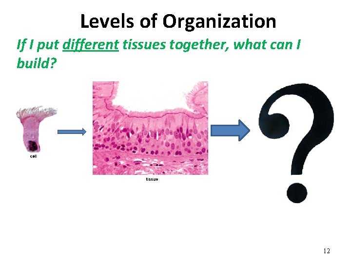 Levels of Organization If I put different tissues together, what can I build? 12